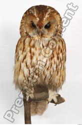 Whole Body Owl